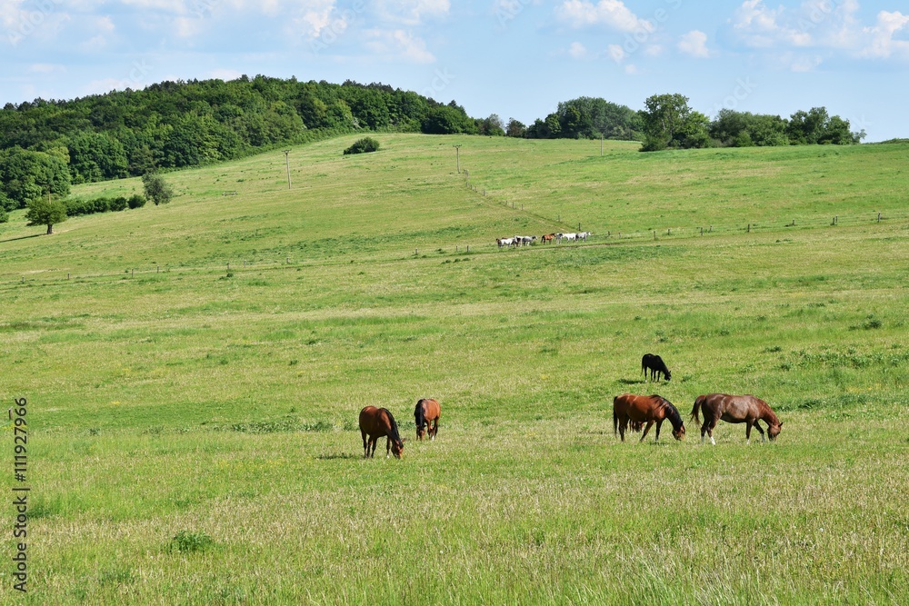 Beautiful horses grazing freely in nature.Beautiful natural colored background with wild animals. Beautiful horses grazing freely in nature.Beautiful natural colored background with wild animals.