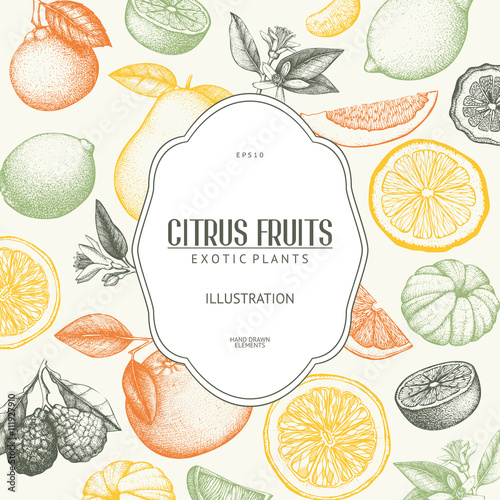 Vector design with ink hand drawn orange fruit, flowers and leaves sketch. Vintage citrus background 