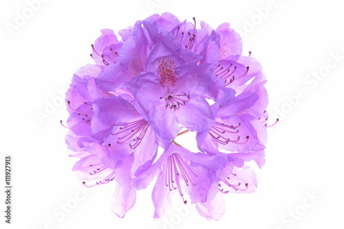 Fototapeta Naklejka Na Ścianę i Meble -  Violet rhododendron head flower isolated on white background