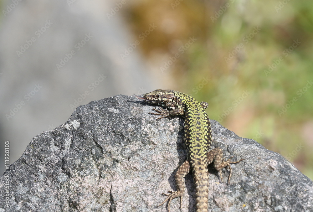Mauereidechse Podarcis muralis in der Sonne auf einem Stein Mauereidechse Podarcis muralis in der Sonne auf einem Stein