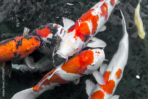 beautifulfish CARP fancy /  koi fish swimming in pond, japanese photo