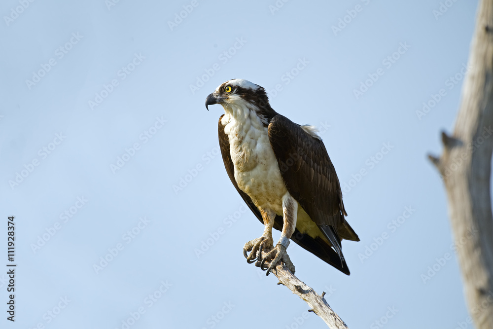 Fototapeta premium Osprey in Tree
