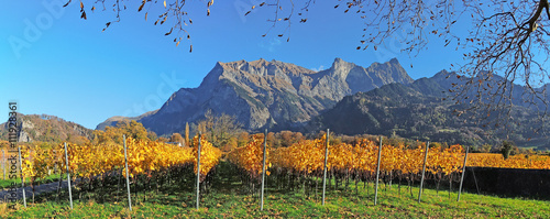 Fotografie vineyards autumn