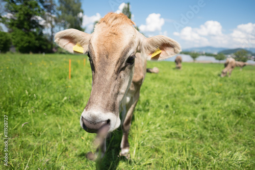 Kuh auf der Weide am Grasen