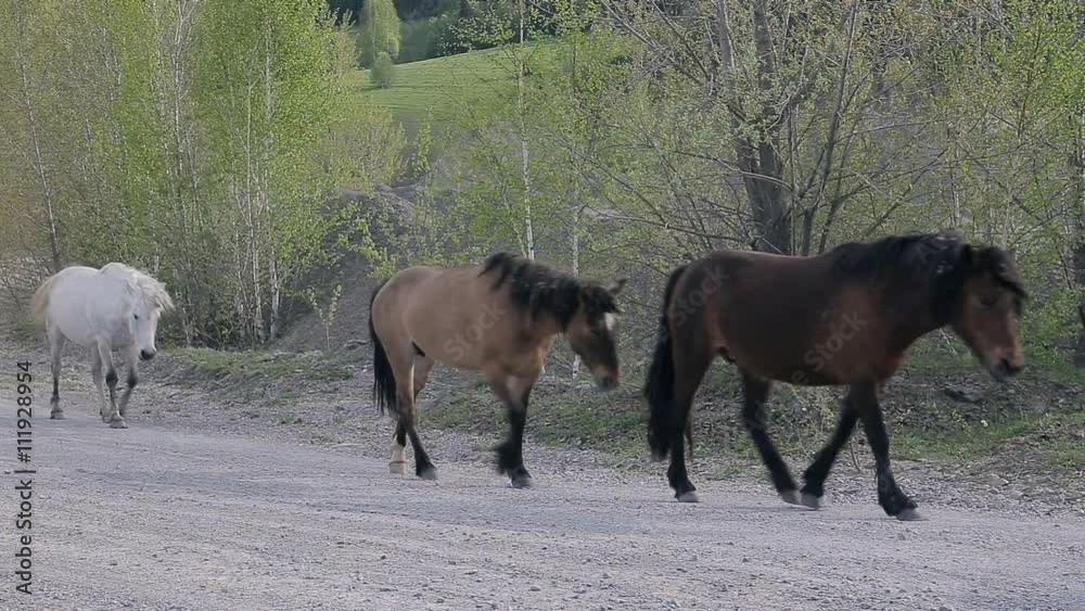 horses on the road in village horses on the road in village