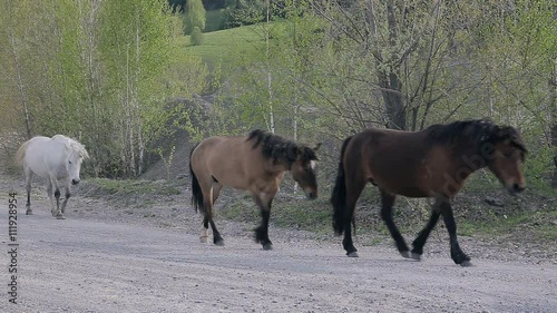 horses on the road in village photo
