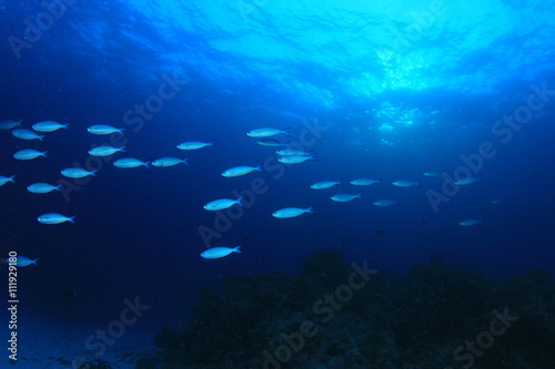 Fish and coral reef underwater in Indian Ocean, Thailand