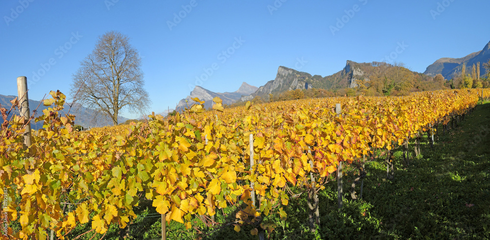 vineyards autumn   