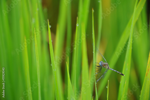Dragonfly in the paddy rice