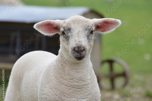 Close up of a young lamb