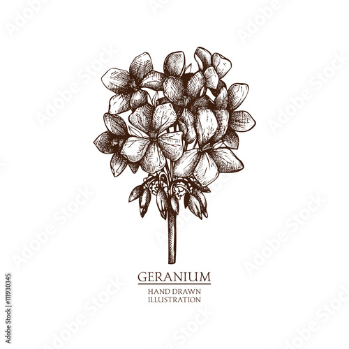 Vector hand drawn illustration of Geranium. Vintage Perfumery and cosmetics materials sketch