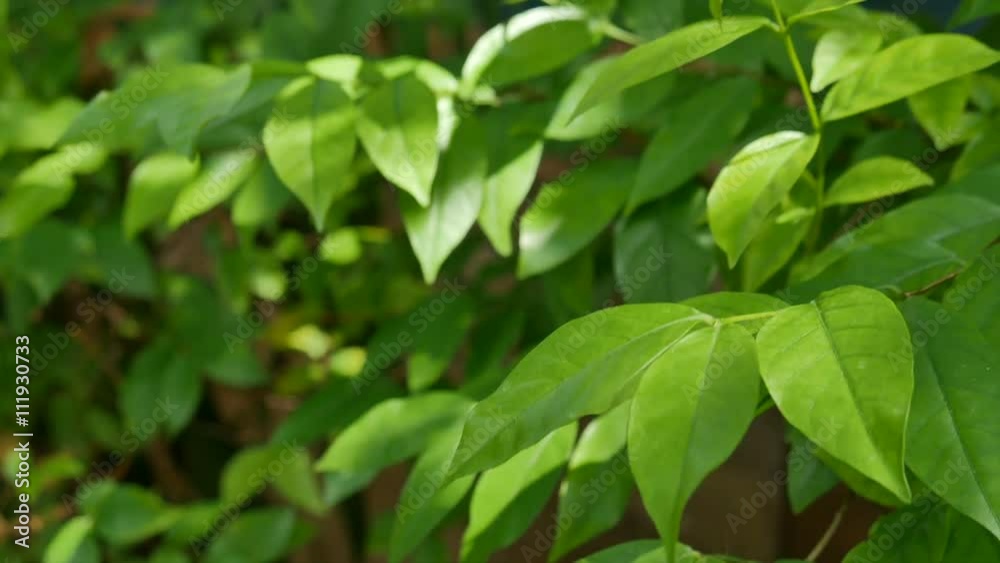 green leaf dance and soft light pass from big tree above.Nature background. symbolic of peacful and perfect nature 