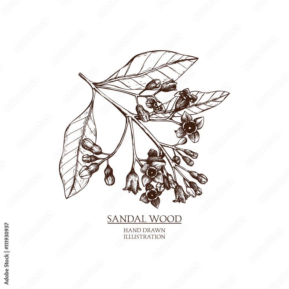 Fototapeta premium Vector hand drawn illustration of Sandalwood. Vintage Perfumery and cosmetics materials sketch.