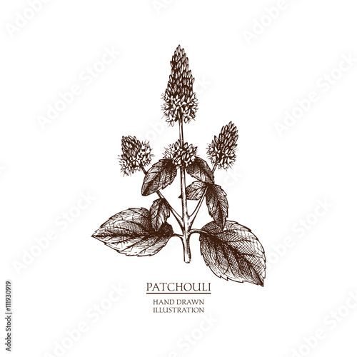 Vector hand drawn illustration of Patchouli. Vintage Perfumery and cosmetics materials sketch.