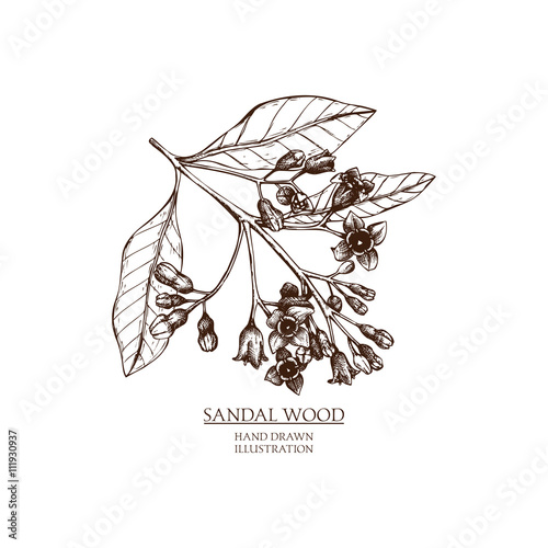 Vector hand drawn illustration of Sandalwood. Vintage Perfumery and cosmetics materials sketch.