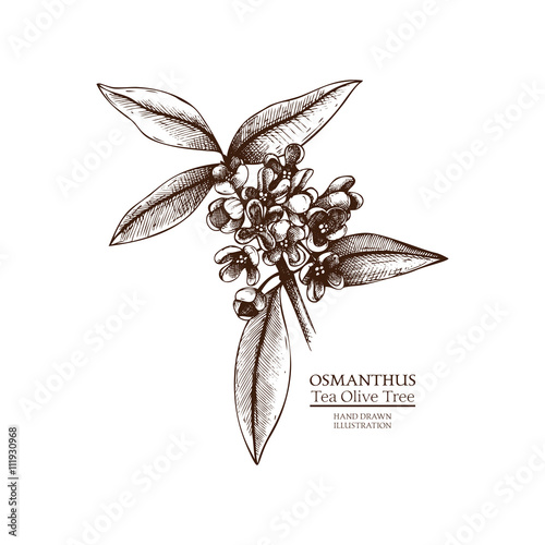 Ink hand drawn tea olive (Osmanthus fragrans) isolated on white background. Vector illustration of highly detailed aromatic plant. Perfumery ingredient and materials. photo