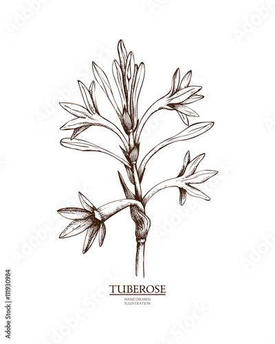 Tableau sur toile Ink hand drawn tuberose (Polianthes tuberosa) isolated on white background