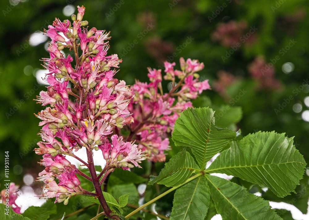 chestnut tree in spring time, pink flowers chestnut tree in spring time, pink flowers