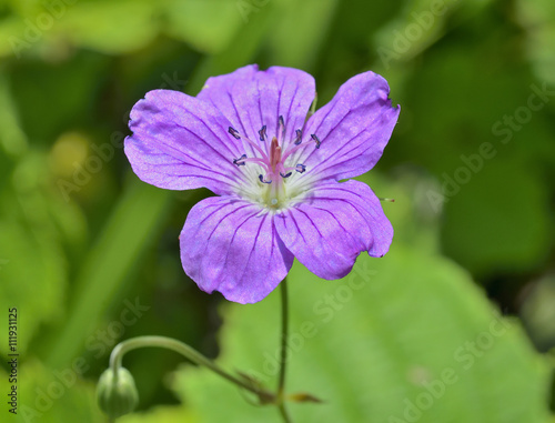 Wild geranium 8