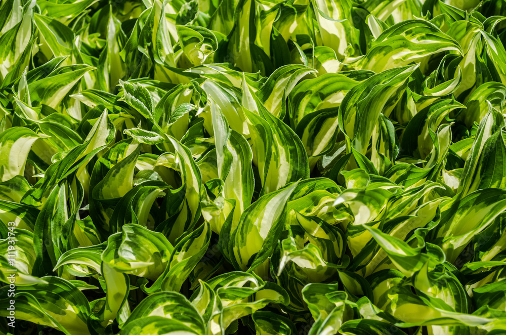 Green flower close-up, abstract background / Green plant / Green plant leaves / Yellow spring flowers macro close-up / Macro shot of a lushly green flower plant Green flower close-up, abstract background / Green plant / Green plant leaves / Yellow spring flowers macro close-up / Macro shot of a lushly green flower plant