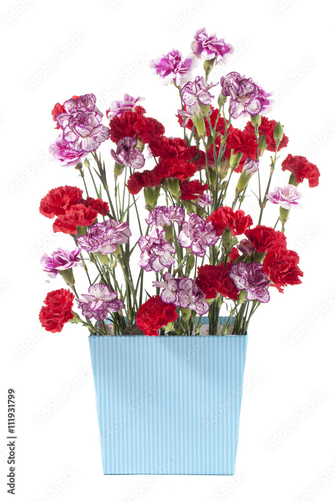 Fototapeta premium red and pink carnation flowers