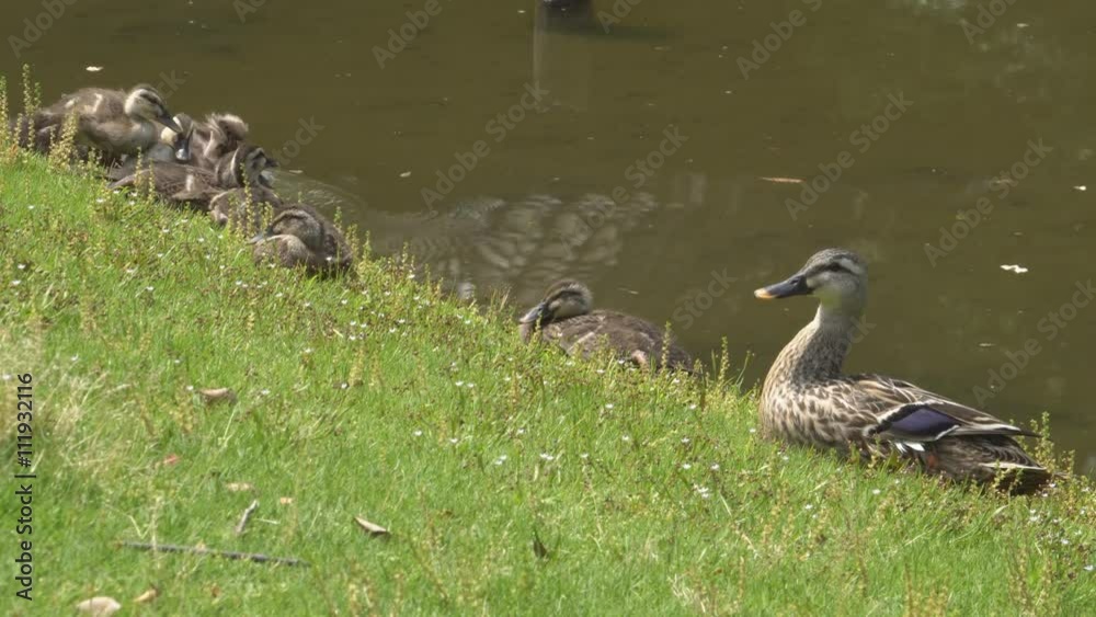 Duck family resting near a pond Duck family resting near a pond