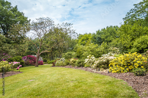 Fototapeta Naklejka Na Ścianę i Meble -  Rhododendron Flowers in a public park