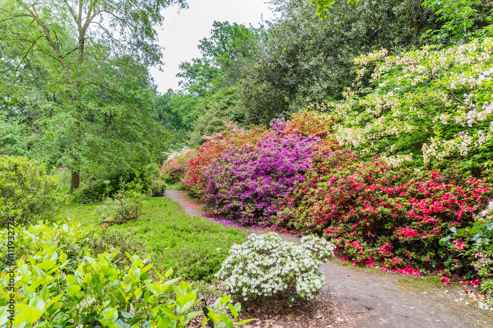 Blooming Rhododendrons in a public park