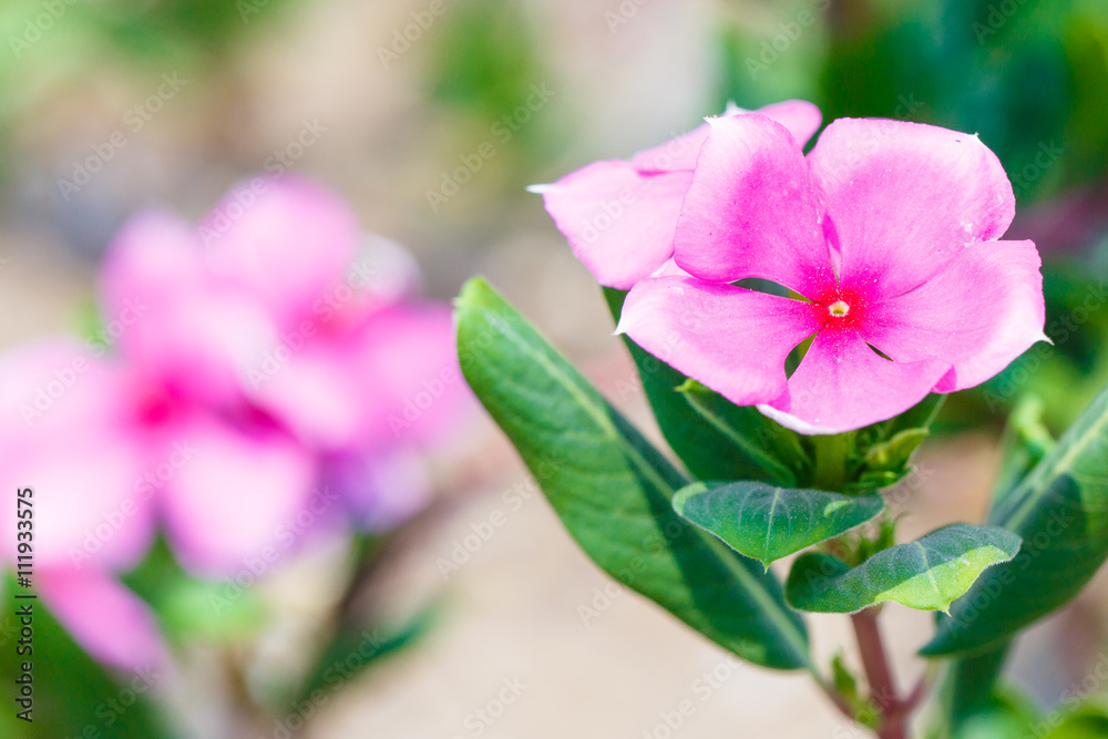 Fototapeta premium Pink flower