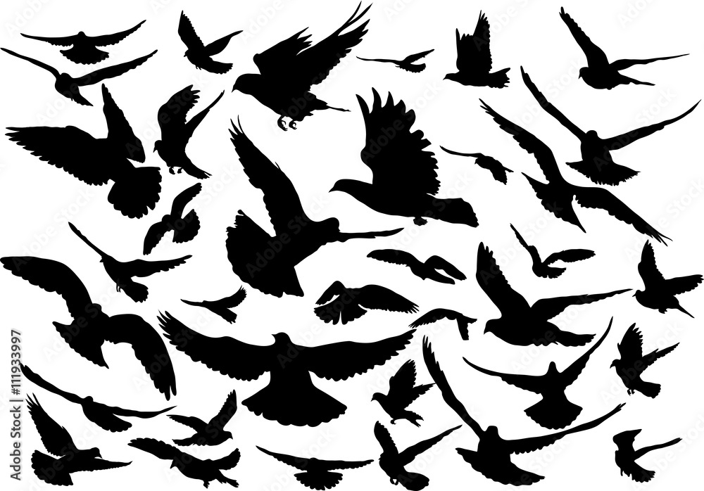 Vector set of silhouettes of 36 flying birds Vector set of silhouettes of 36 flying birds