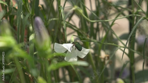 Flower chafer or Protaetia orientalis submarumorea photo