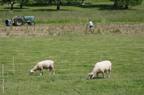 Schafe am weiden mit Traktor und Bauer auf dem Feld © anotherworld