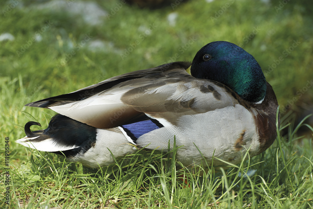 Obraz premium germano reale