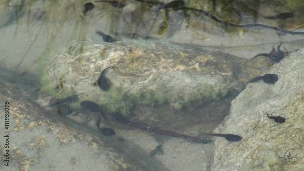 Girini a primavera, piccolo torrente oasi wwf Girini a primavera, piccolo torrente oasi wwf