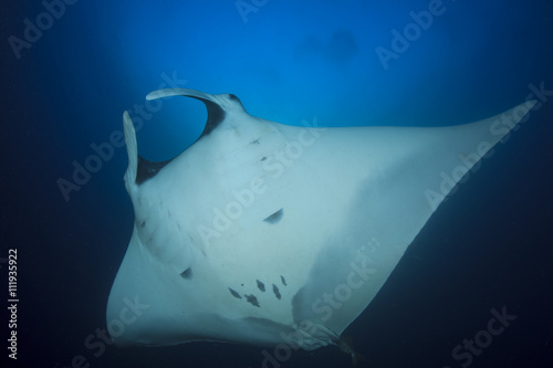 Manta Ray underwater in ocean
