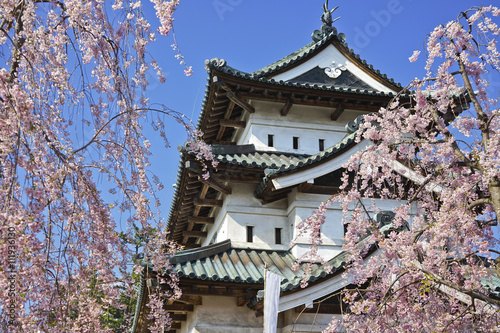 Cherry blossoms at the Hirosaki Castle Park in Hirosaki, Japan.