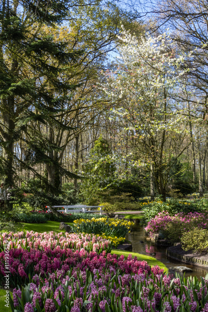 Fototapeta premium Flowers from Keukenhog gardens in Netherlands during spring time
