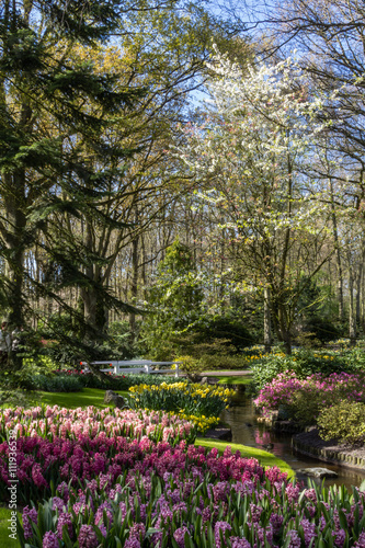 Flowers from Keukenhog gardens in Netherlands during spring time photo