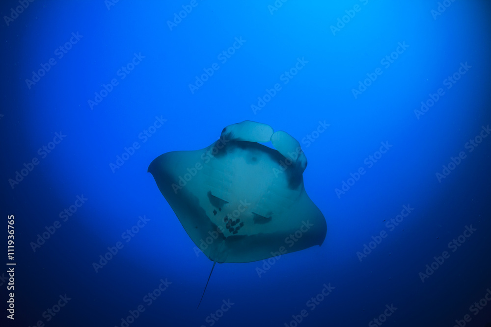 Manta Ray underwater in ocean Manta Ray underwater in ocean