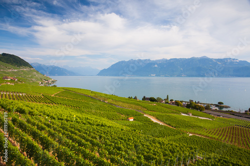 Evening on vineyards of the Lavaux region over lake Leman,Switze