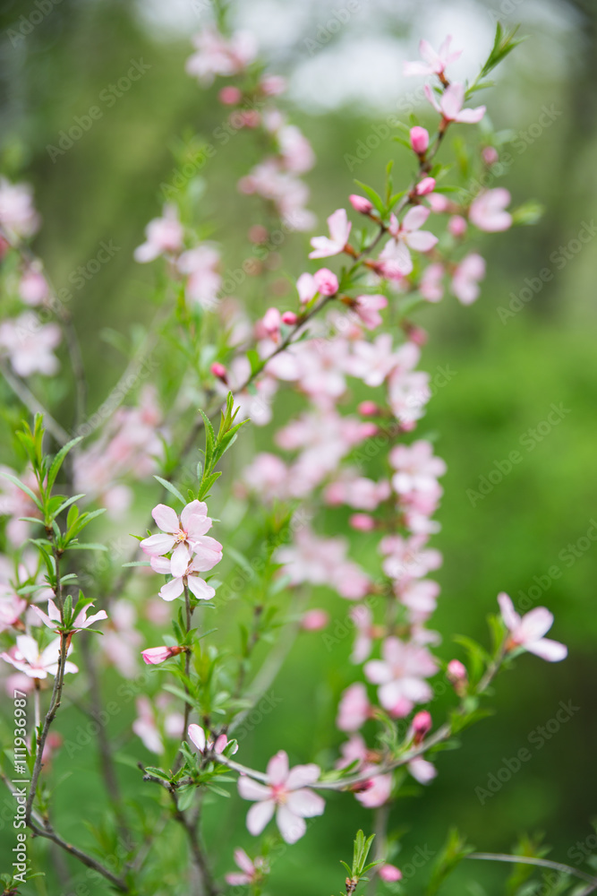 Bright pink rosy flowers. Selective soft focuse and boke on background Bright pink rosy flowers. Selective soft focuse and boke on background
