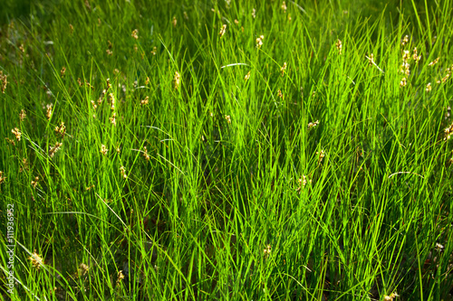 meadow. drops of dew and in sunshine on the spring green grass.