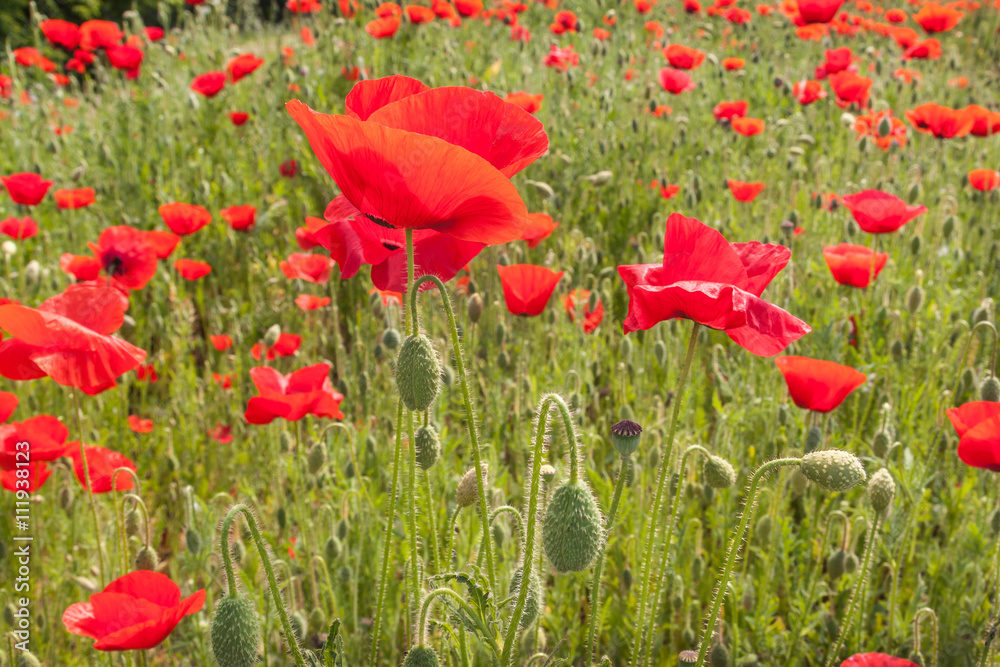 Obraz premium Field with poppy