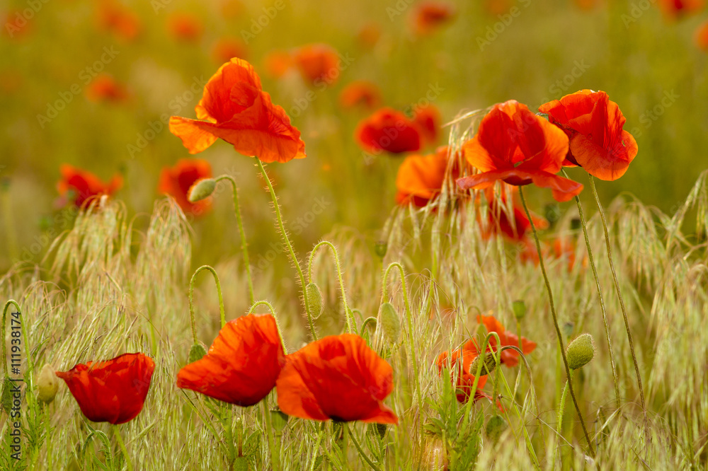 Obraz premium Poppies field-flowers