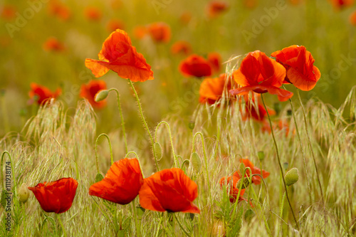 Poppies field-flowers