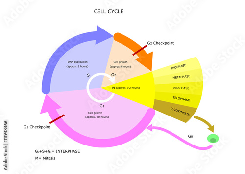 biology: cell cycle, main phases photo