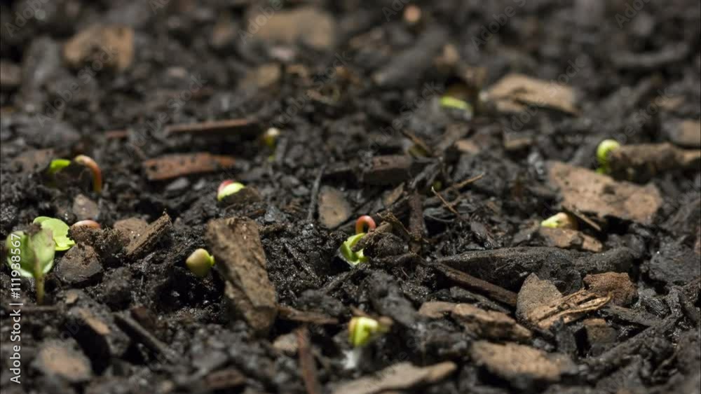 Seed growing from the soil time-lapse video Seed growing from the soil time-lapse video
