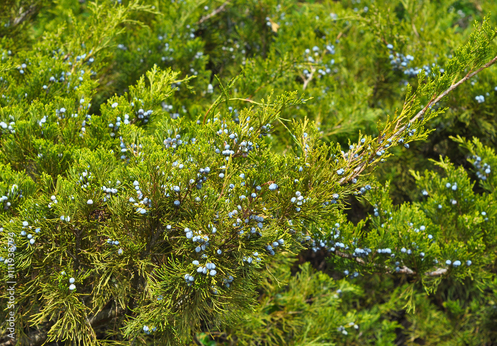 Fertilizer for planting tree. Chemical fertilizer for planting trees
