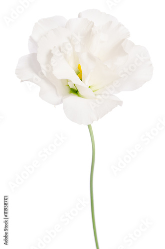 Beauty white flower isolated on white. Eustoma