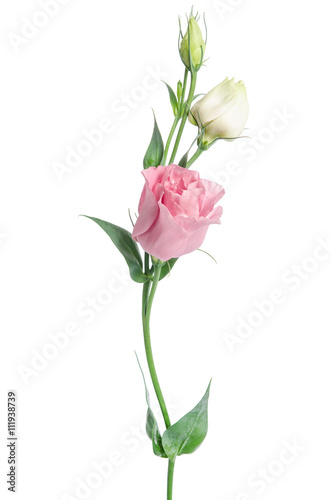Fototapeta Naklejka Na Ścianę i Meble -  Two pale pink flowers isolated on white. Eustoma